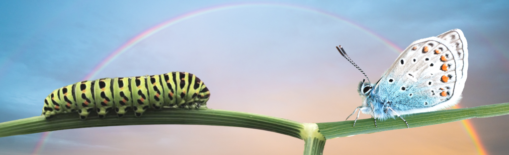 From ugly caterpillar to beautiful butterfly